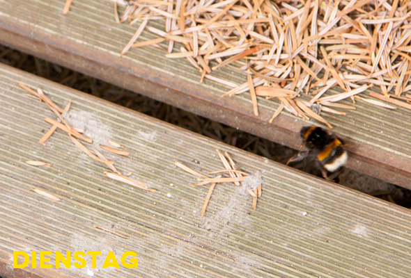 Dienstag