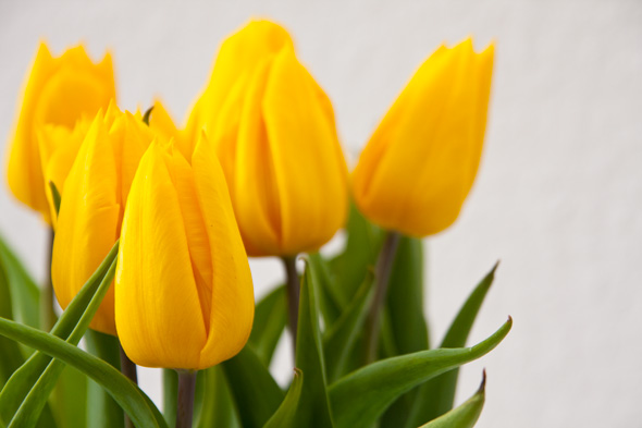 tulpen