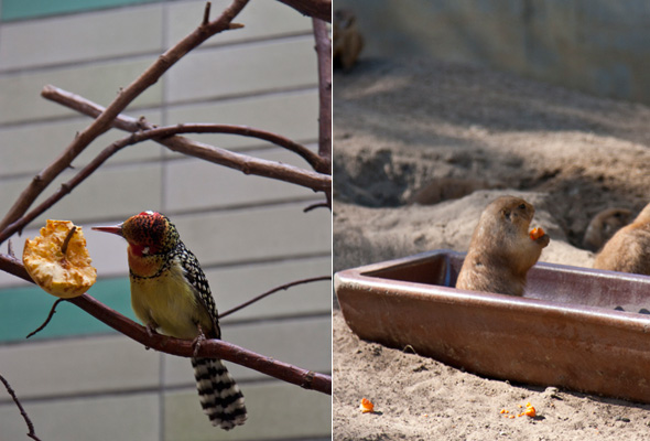 tierpark07