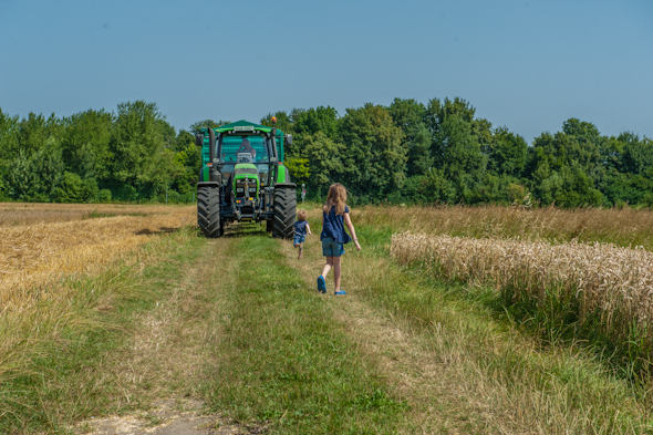 Weizenernte - Peter, Anna und der Traktor