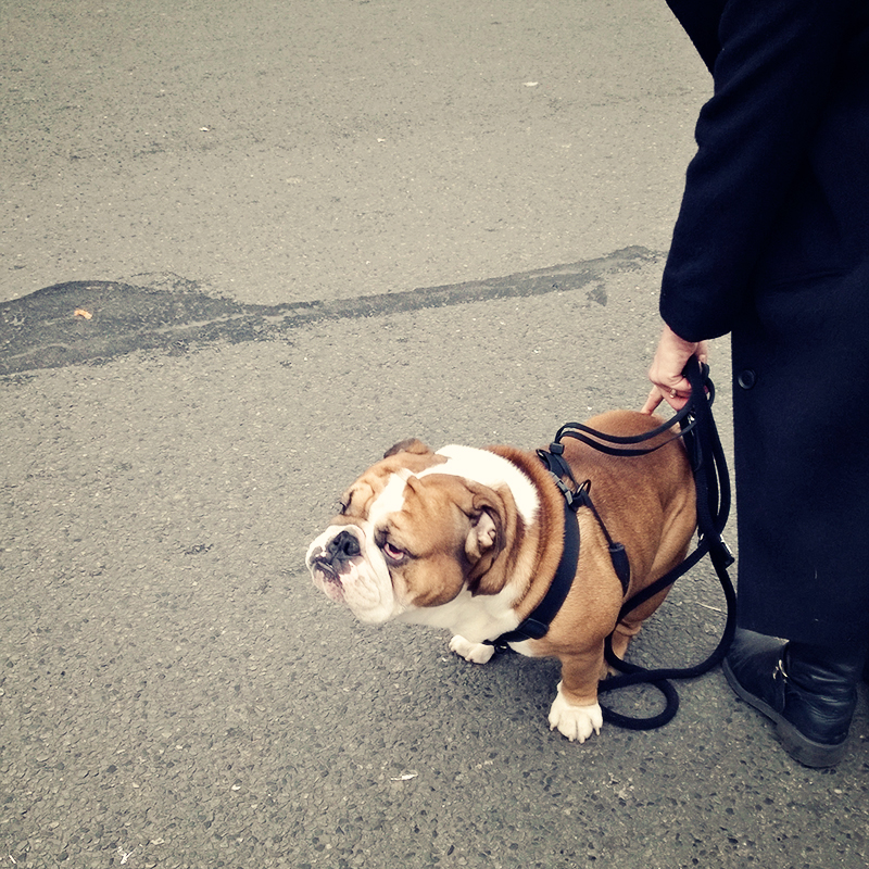 English Bulldog in Paris