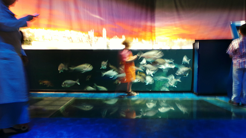 aquarium Istanbul mit Kind