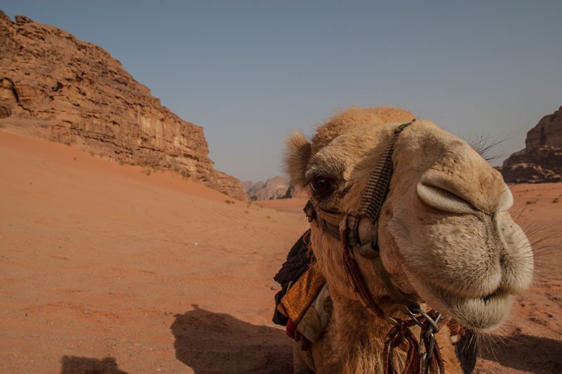 reisetipps jordanien kamel