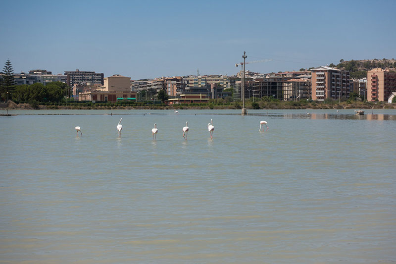 flamingos sardinien hochzeitsreise