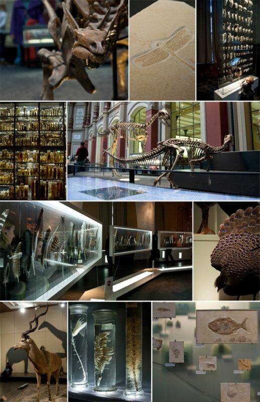 ein tag im naturkundemuseum