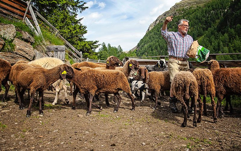 kaefer osttirol schett