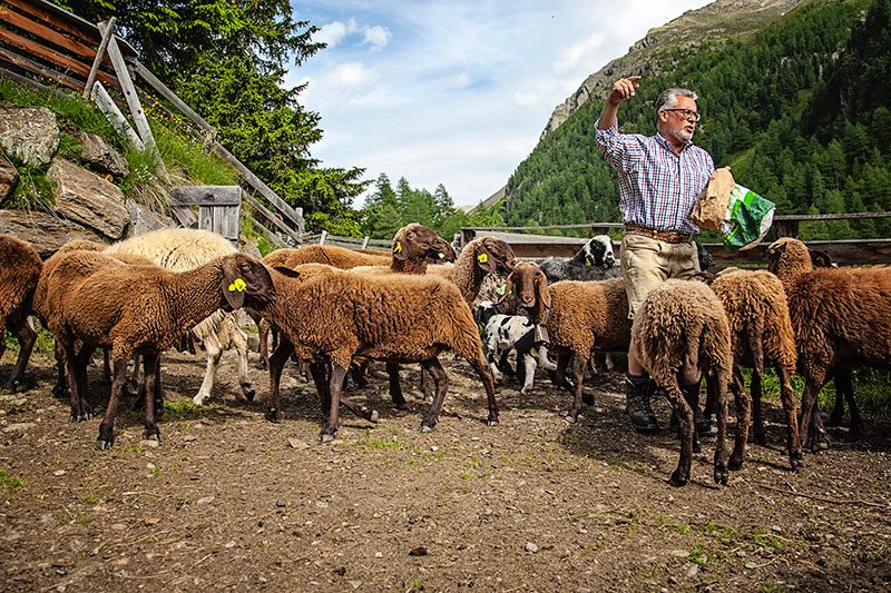 kaefer osttirol schett