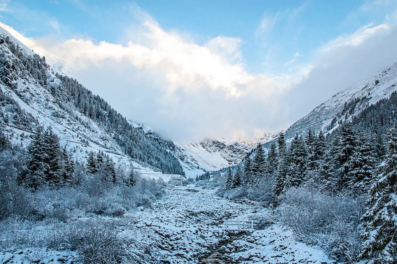 butterflyfish pitztal