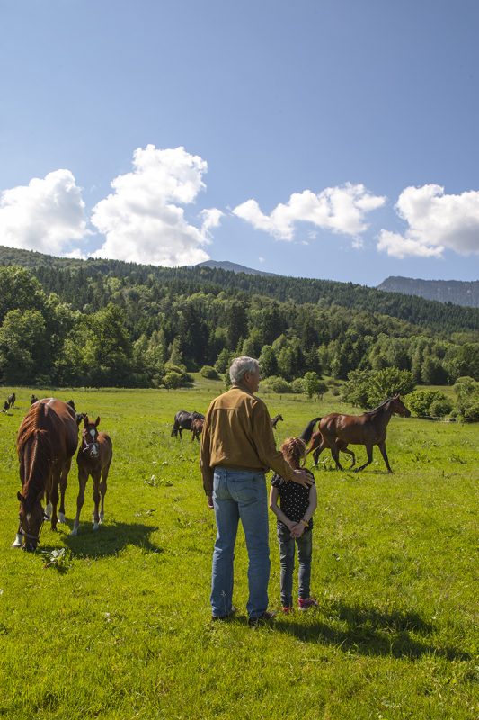 gestüt schwaiganger