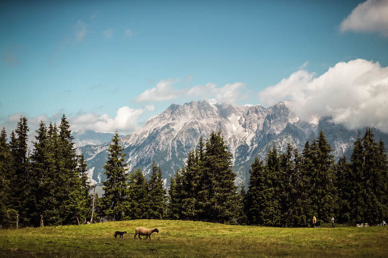 einfach wandern leogang