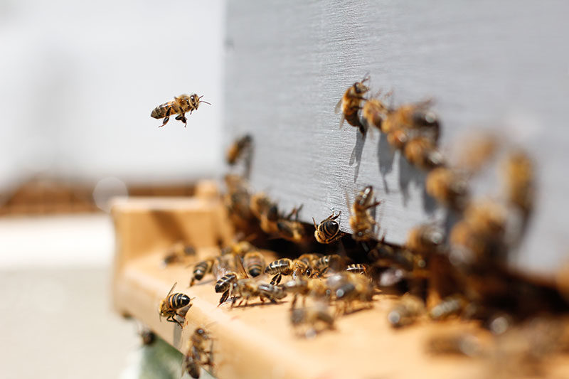 bienen blumenwiese