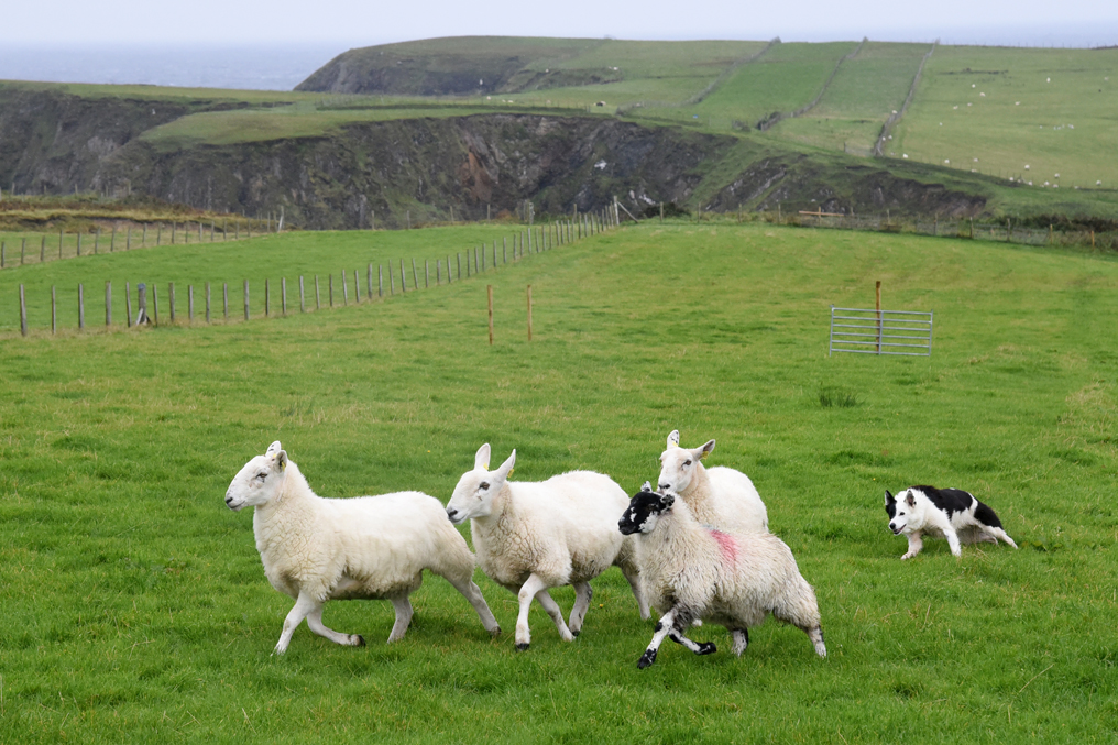 Boarder Collie Huetehund treibt Gruppe von Schafen zusammen Malinbeg Donegal Irland 